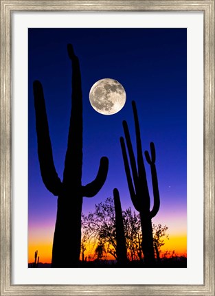 Framed Moon over Saguaro cactus (Carnegiea gigantea), Tucson, Pima County, Arizona, USA Print