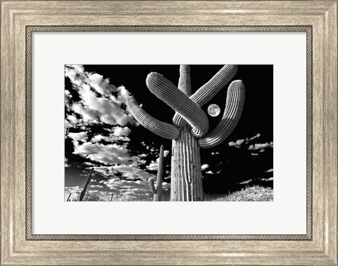 Framed Saguaro cactus, Tucson, Arizona (B&amp;W, horizontal) Print