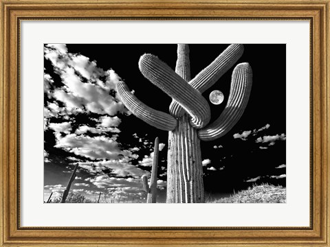 Framed Saguaro cactus, Tucson, Arizona (B&amp;W, horizontal) Print