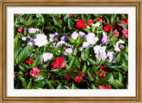 Framed Flowers in the garden at Villa Carlotta, Tremezzo, Lake Como, Lombardy, Italy Print