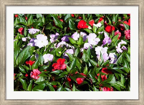 Framed Flowers in the garden at Villa Carlotta, Tremezzo, Lake Como, Lombardy, Italy Print