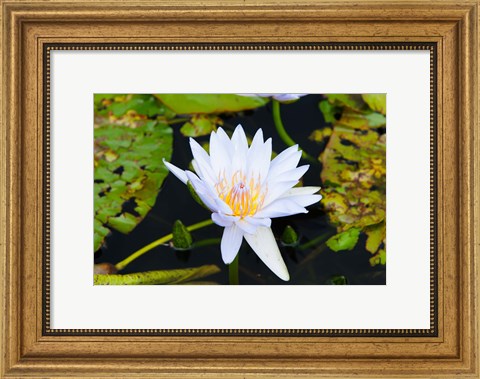 Framed Water lily with lily pads in a pond, Isola Madre, Stresa, Lake Maggiore, Piedmont, Italy Print
