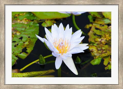 Framed Water lily with lily pads in a pond, Isola Madre, Stresa, Lake Maggiore, Piedmont, Italy Print