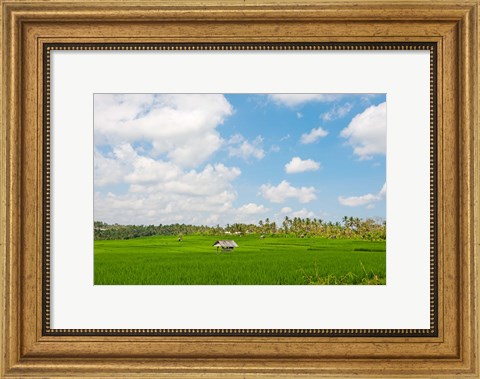 Framed Rice field, Rejasa, Penebel, Bali, Indonesia Print