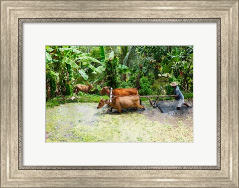 Framed Paddy Field, Rejasa, Penebel, Bali, Indonesia Print