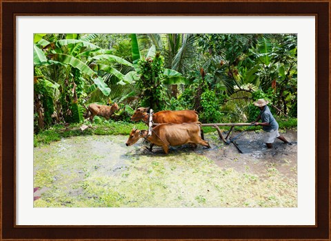 Framed Paddy Field, Rejasa, Penebel, Bali, Indonesia Print