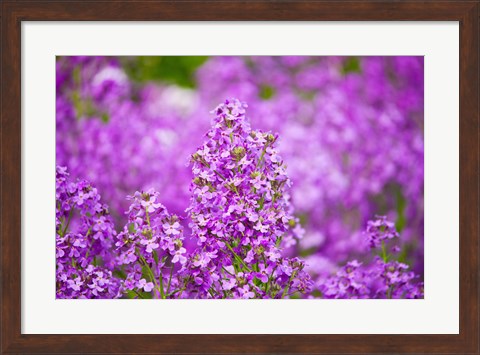 Framed Close-up of Pink Fireweed flowers, Ontario, Canada Print
