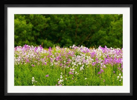 Framed Pink and white fireweed flowers, Ontario, Canada Print