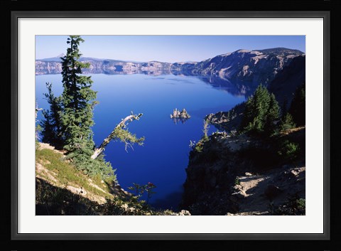 Framed Red Elderberry (Sambucus racemosa) with Phantom Ship island in Crater Lake, Crater Lake National Park, Oregon, USA Print