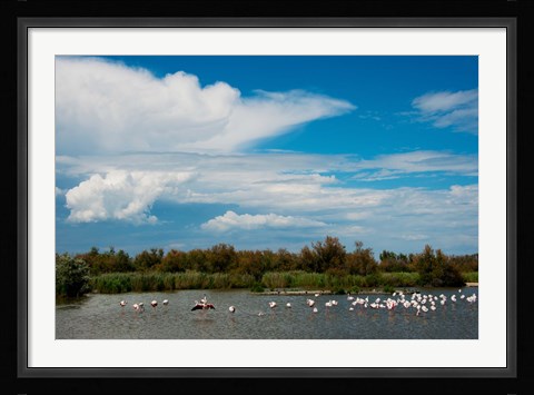 Framed Flamingos in a lake, Parc Ornithologique Du Pont de Gau, D570, Camargue, Bouches-Du-Rhone, Provence-Alpes-Cote d'Azur, France Print