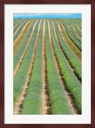 Framed Rows of Lavender, Provence-Alpes-Cote d&#39;Azur, France Print
