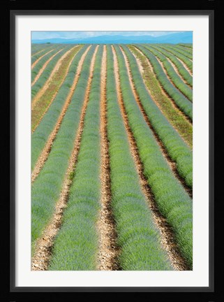 Framed Rows of Lavender, Provence-Alpes-Cote d'Azur, France Print