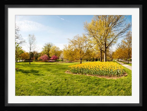 Framed Flowers with trees at Sherwood Gardens, Baltimore, Maryland, USA Print