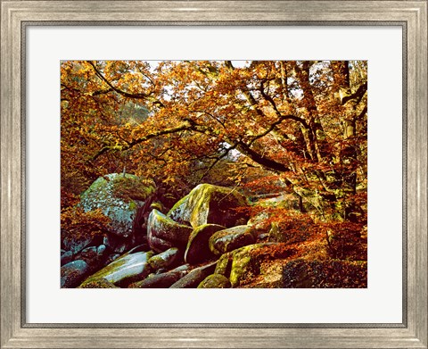 Framed Trees with Granite Rocks at Huelgoat forest in autumn, Finistere, Brittany, France Print