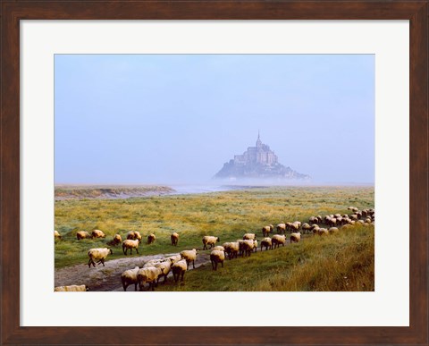 Framed Flock of sheep in a field with Mont Saint-Michel island in the background, Manche, Basse-Normandy, France Print