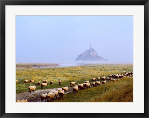 Framed Flock of sheep in a field with Mont Saint-Michel island in the background, Manche, Basse-Normandy, France Print