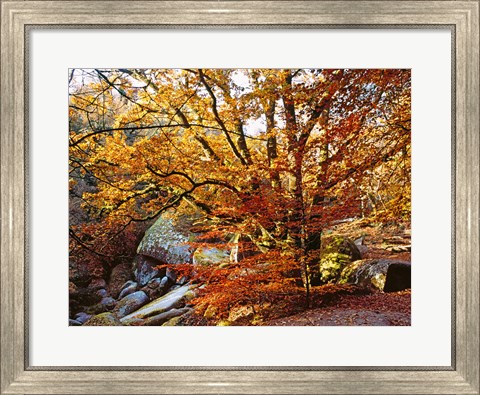 Framed Autumn in Huelgoat Forest, Brittany, France Print