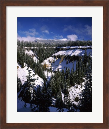Framed Snow covered trees in winter, Godfrey Glen, Crater Lake National Park, Oregon, USA Print