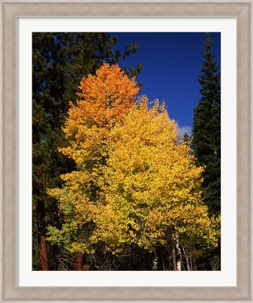 Framed Ponderosa pine with Aspen and Fir trees in autumn, Crater Lake National Park, Oregon, USA Print