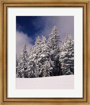 Framed Snow Covered Western Hemlock and Fir Trees on Munson Ridge, Crater Lake National Park, Oregon Print