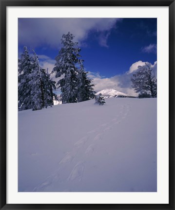 Framed Snowshoe tracks on snow, Mt. Scott, Crater Lake National Park, Oregon, USA Print