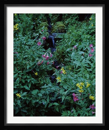 Framed Castle Crest Wildflower Garden Trail, Munson Creek, Crater Lake National Park, Oregon Print