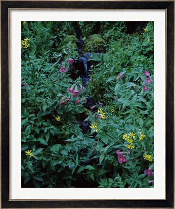 Framed Castle Crest Wildflower Garden Trail, Munson Creek, Crater Lake National Park, Oregon Print