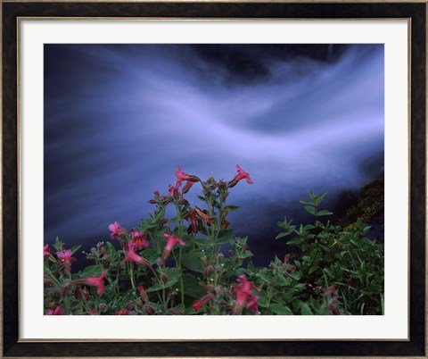 Framed Flowers on Plants, Castle Crest Wildflower Garden Trail, Munson Creek, Crater Lake National Park, Oregon Print