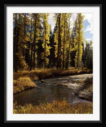 Framed Cottonwood trees along Annie Creek Canyon Trail, Crater Lake National Park, Oregon, USA Print