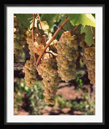 Framed Chardonnay Grapes, California Print