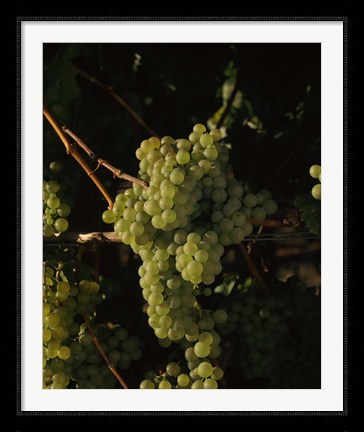 Framed Grapes in a Viineyard, Carneros Region, California Print