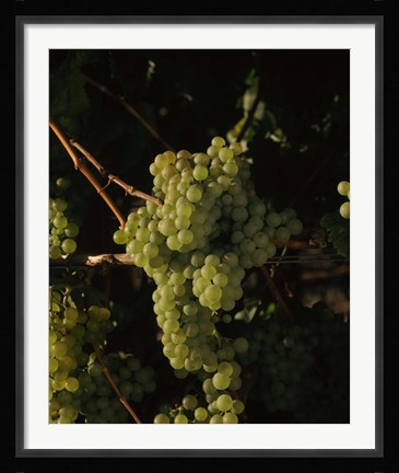 Framed Grapes in a Viineyard, Carneros Region, California Print