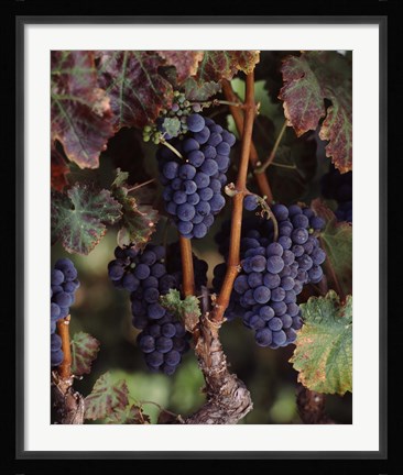 Framed Purple Grapes, Wine Country, California Print