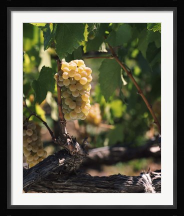 Framed Chardonnay Grapes in Vineyard, Carneros Region, California Print