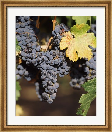 Framed Cabernet Sauvignon Grapes, Wine Country, California Print