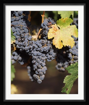 Framed Cabernet Sauvignon Grapes, Wine Country, California Print