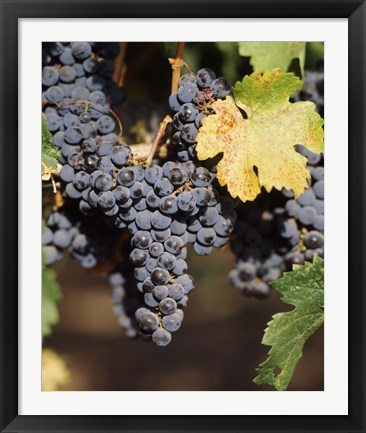 Framed Cabernet Sauvignon Grapes, Wine Country, California Print
