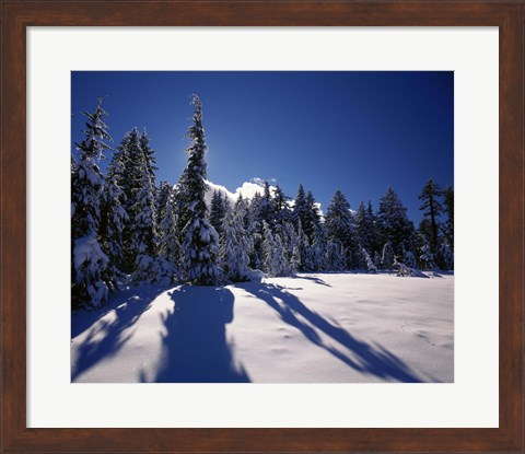 Framed Sunrise through snow covered fir trees at South Rim, Crater Lake National Park, Oregon, USA Print