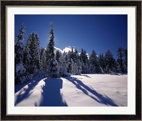 Framed Sunrise through snow covered fir trees at South Rim, Crater Lake National Park, Oregon, USA Print