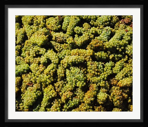 Framed Grapes in a vineyard, Domaine Carneros Winery, Sonoma Valley, California, USA Print
