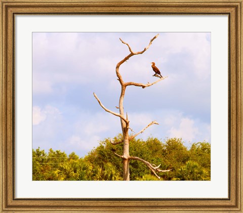 Framed Low angle view of a Cormorant (Phalacrocorax carbo) on a tree, Boynton Beach, Florida, USA Print