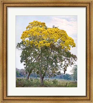 Framed Trees in a field, Three Brothers River, Meeting of the Waters State Park, Pantanal Wetlands, Brazil Print