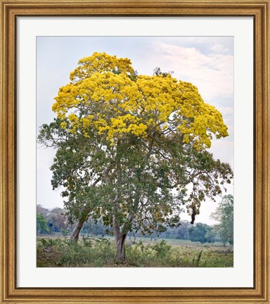 Framed Trees in a field, Three Brothers River, Meeting of the Waters State Park, Pantanal Wetlands, Brazil Print