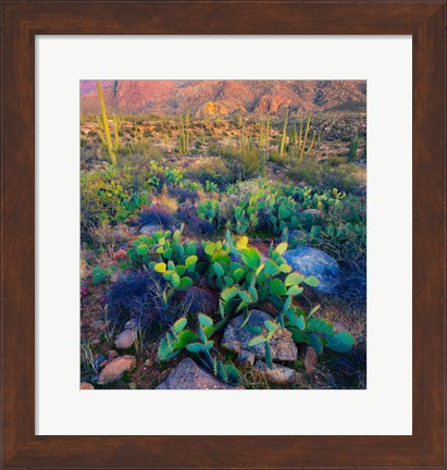 Framed Prickly pear and saguaro cacti, Santa Catalina Mountains, Oro Valley, Arizona, USA Print