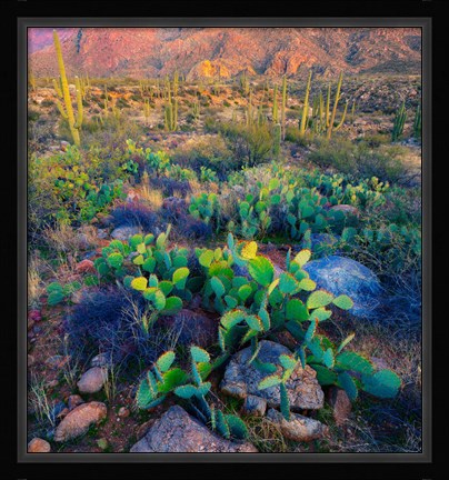 Framed Prickly pear and saguaro cacti, Santa Catalina Mountains, Oro Valley, Arizona, USA Print