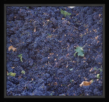 Framed Cabernet Sauvignon Grapes in Vineyard, Wine Country, California Print