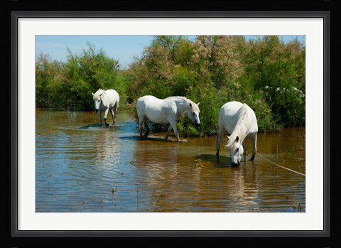 Framed Three Camargue white horses in a lagoon,  Camargue, Saintes-Maries-De-La-Mer, Provence-Alpes-Cote d'Azur, France Print