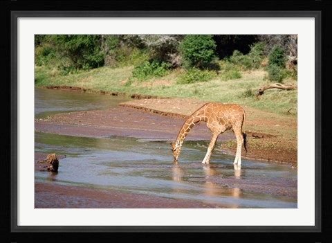 Framed Reticulated giraffe drinking water at a river, Samburu National Park, Rift Valley Province, Kenya Print