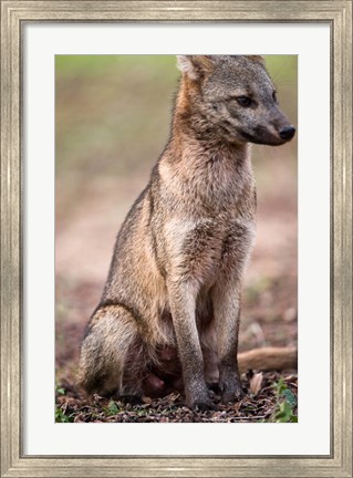 Framed Close-up of a Crab-Eating fox, Three Brothers River, Meeting of the Waters State Park, Pantanal Wetlands, Brazil Print