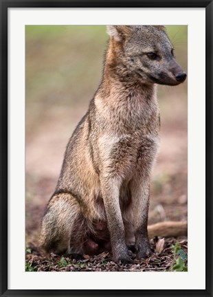 Framed Close-up of a Crab-Eating fox, Three Brothers River, Meeting of the Waters State Park, Pantanal Wetlands, Brazil Print